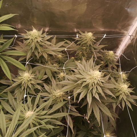 Cherry gar see ya growlog timeline photo