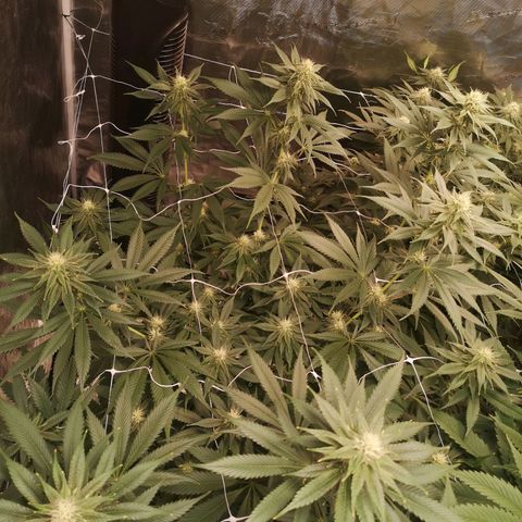 Runtz s1 growlog timeline photo