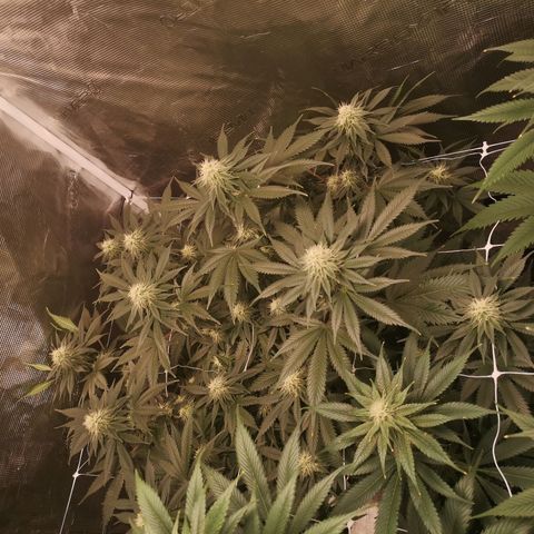 white wedding growlog timeline photo