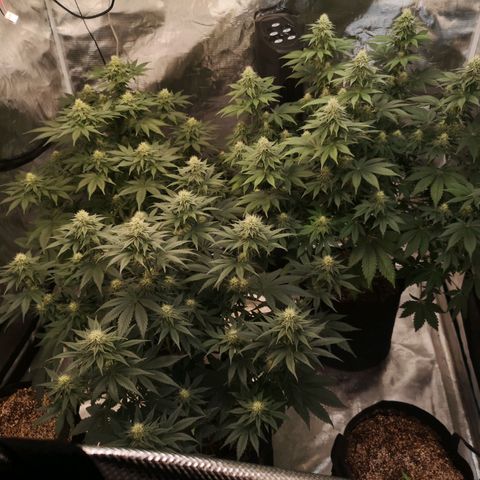 10th planet 2nd run growlog timeline photo