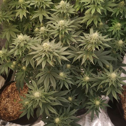 10th planet 2nd run growlog timeline photo