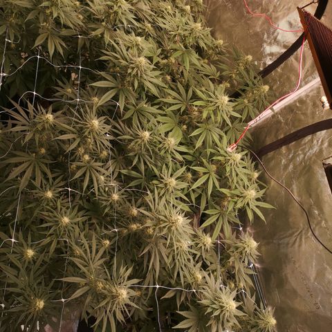 Critical pk growlog timeline photo