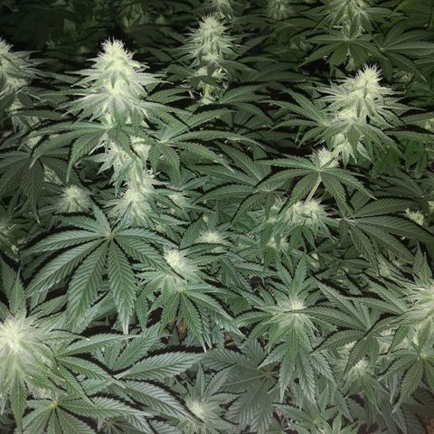 10th planet 2nd run growlog timeline photo