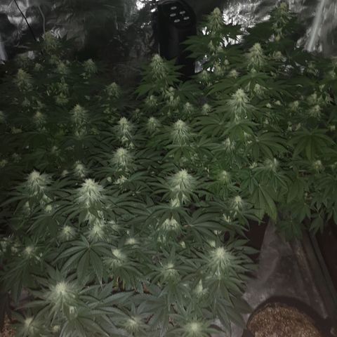 10th planet 2nd run growlog timeline photo