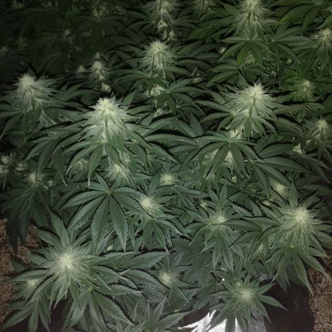 10th planet 2nd run growlog timeline photo