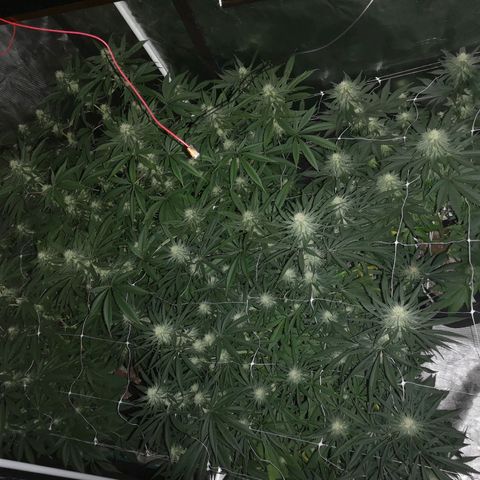 Critical pk growlog timeline photo