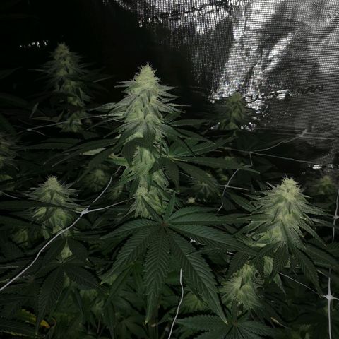 Cherry gar see ya growlog timeline photo