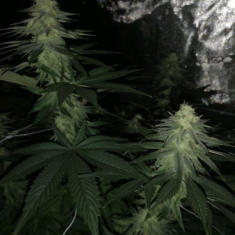 Cherry gar see ya growlog timeline photo