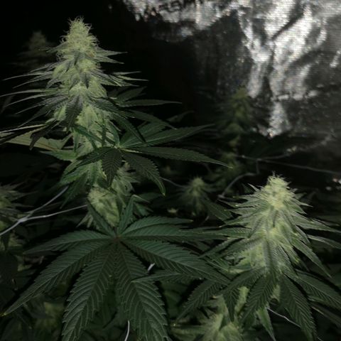 Cherry gar see ya growlog timeline photo