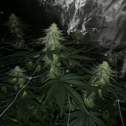 Cherry gar see ya growlog timeline photo