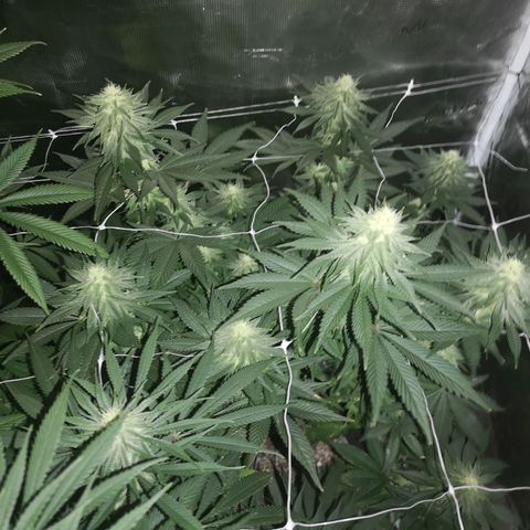 Cherry gar see ya growlog timeline photo