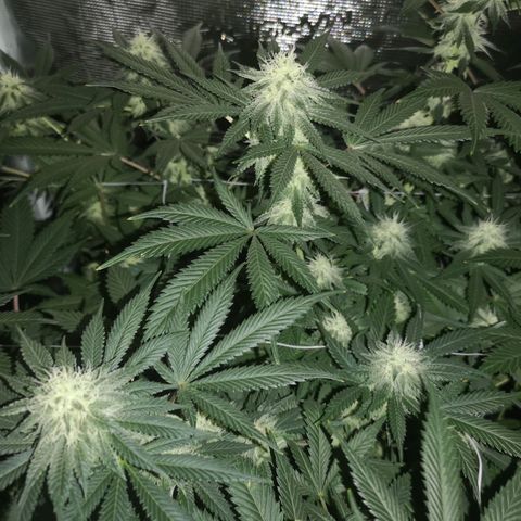 white wedding growlog timeline photo
