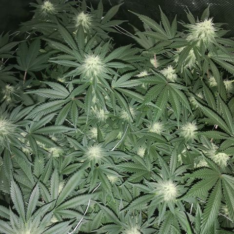 white wedding growlog timeline photo