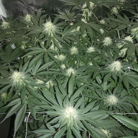 white wedding growlog timeline photo
