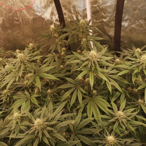Cheezy poofs growlog timeline photo