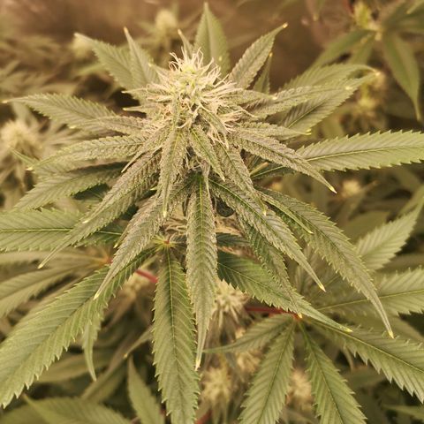 Cheezy poofs growlog timeline photo