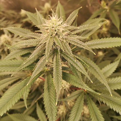 Cheezy poofs growlog timeline photo