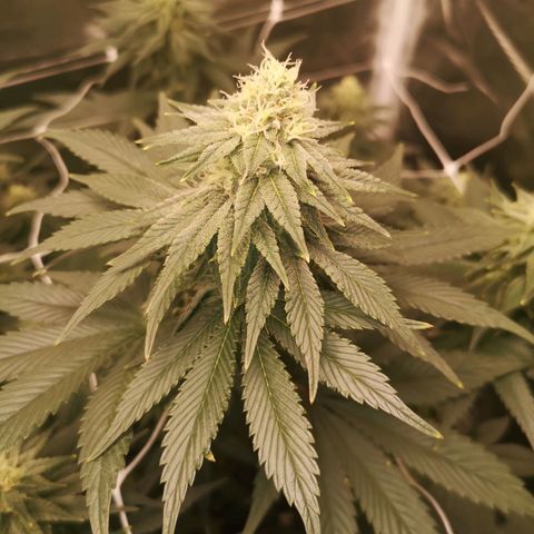 Cherry gar see ya growlog timeline photo