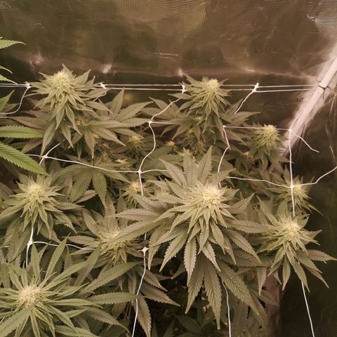 Cherry gar see ya growlog timeline photo