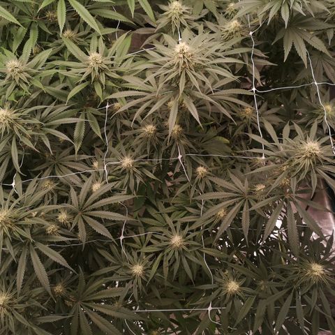 Critical pk growlog timeline photo