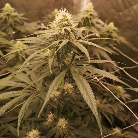 Critical pk growlog timeline photo