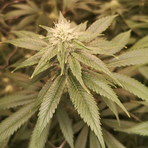 Runtz s1 growlog timeline photo
