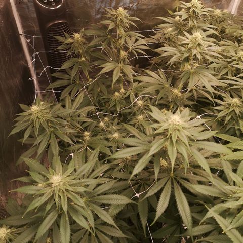 Runtz s1 growlog timeline photo