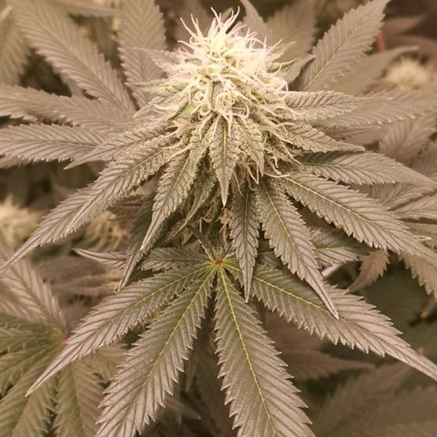 white wedding growlog timeline photo