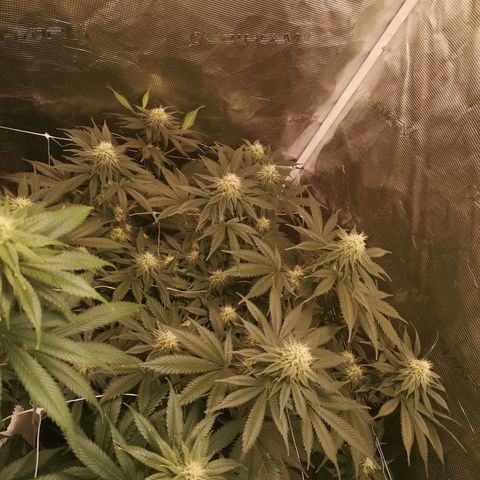 white wedding growlog timeline photo