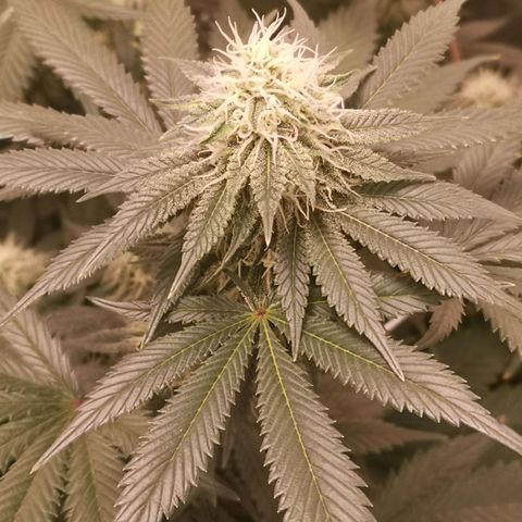 white wedding growlog timeline photo