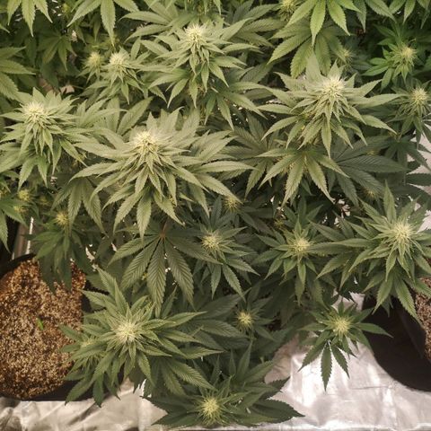 10th planet 2nd run growlog timeline photo