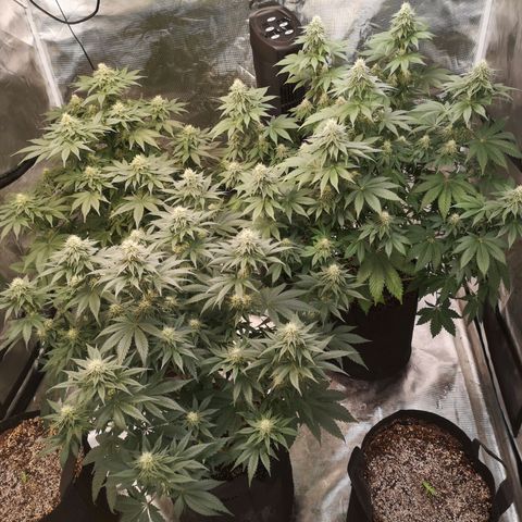 10th planet 2nd run growlog timeline photo