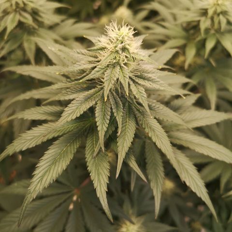 10th planet 2nd run growlog timeline photo