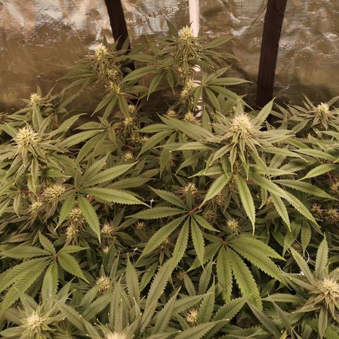 Cheezy poofs growlog timeline photo