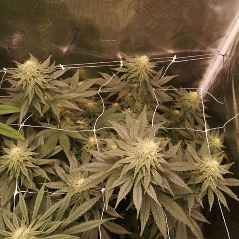 Cherry gar see ya growlog timeline photo