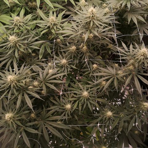 Critical pk growlog timeline photo