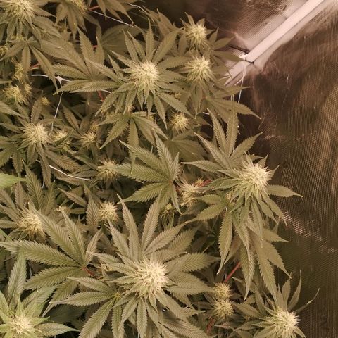 white wedding growlog timeline photo