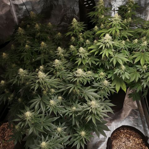 10th planet 2nd run growlog timeline photo