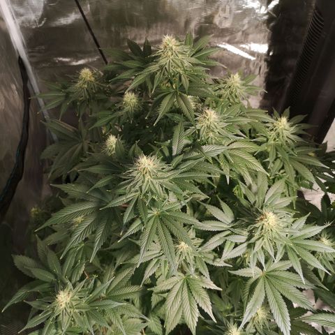 10th planet 2nd run growlog timeline photo
