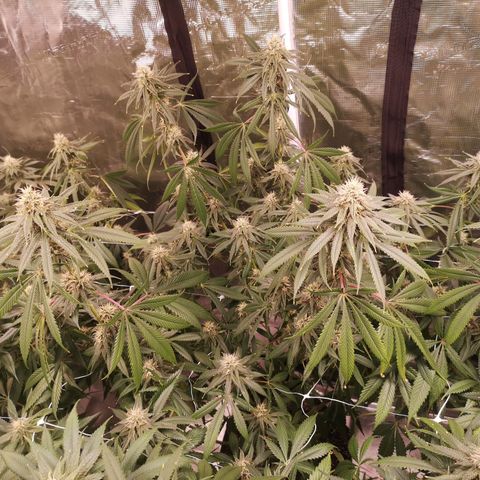 Cheezy poofs growlog timeline photo