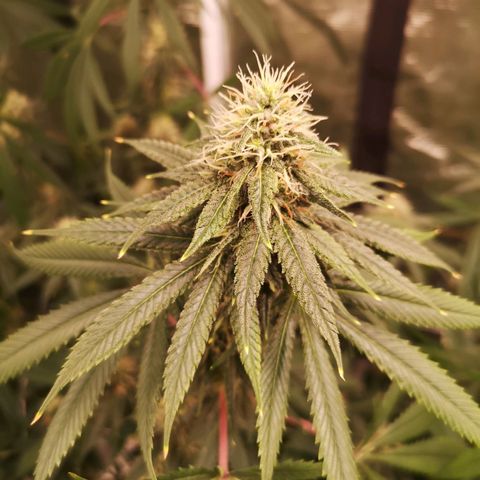 Cheezy poofs growlog timeline photo