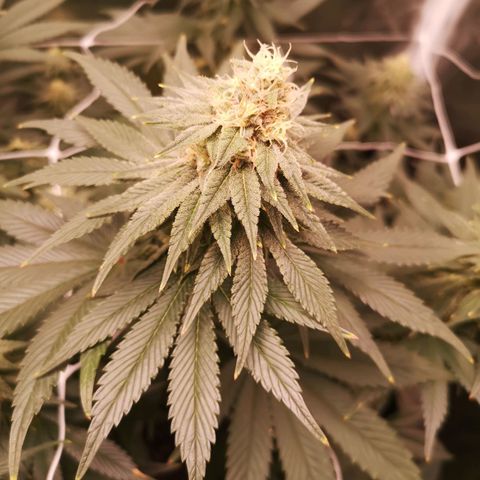 Cherry gar see ya growlog timeline photo