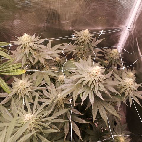 Cherry gar see ya growlog timeline photo