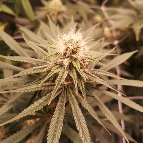 Critical pk growlog timeline photo