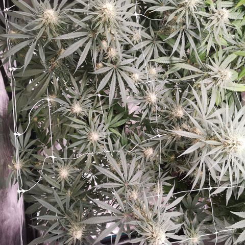 Critical pk growlog timeline photo