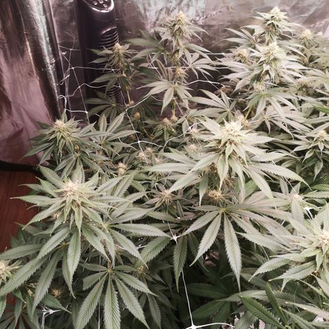 Runtz s1 growlog timeline photo