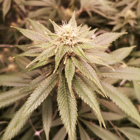 Runtz s1 growlog timeline photo