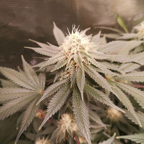 white wedding growlog timeline photo