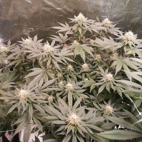 white wedding growlog timeline photo