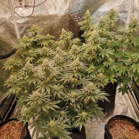 10th planet 2nd run growlog timeline photo